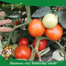 Suntoday semi-determinada para venda vegetal híbrido F1 tomate sementes syngenta compnay da China (22020)